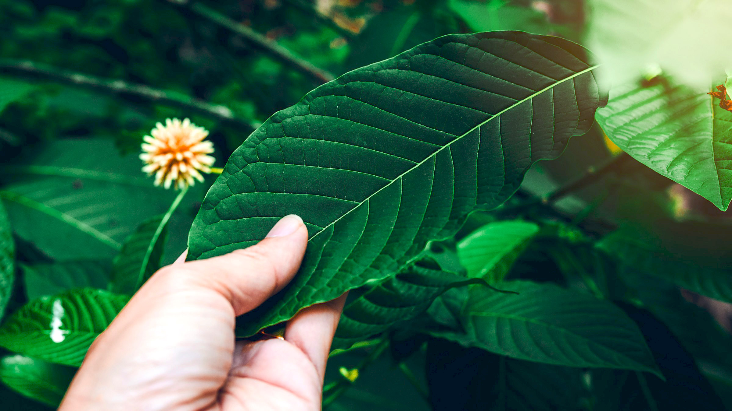 Kratom and Its Function in Organic Health Supplements