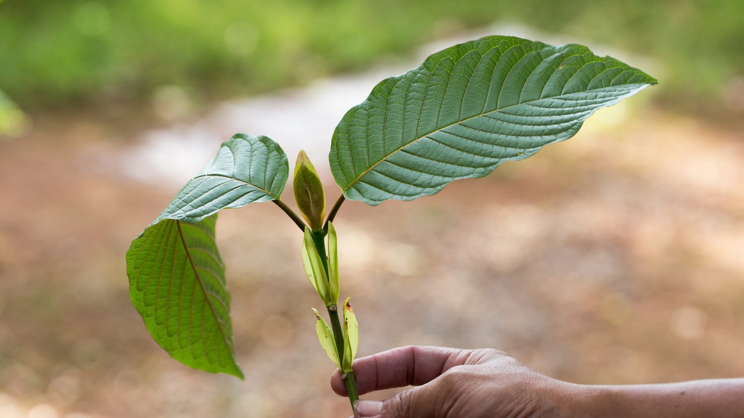 A Look at Kratom's Traditional Medical Applications